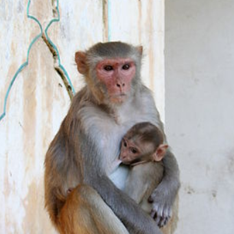 macaques