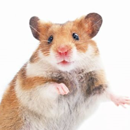 Syrian hamster